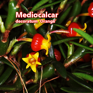 Mediocalcar decoratum Orange